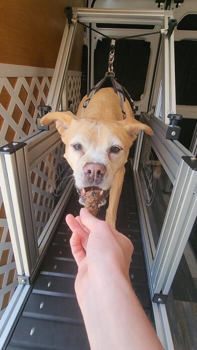 Treat-powered focus during a session