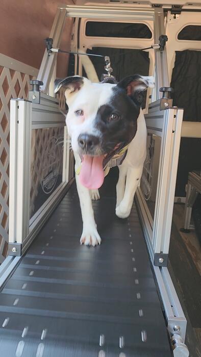 Tongue out, tail up, full speed